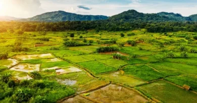 Grande área agrícola cultivada