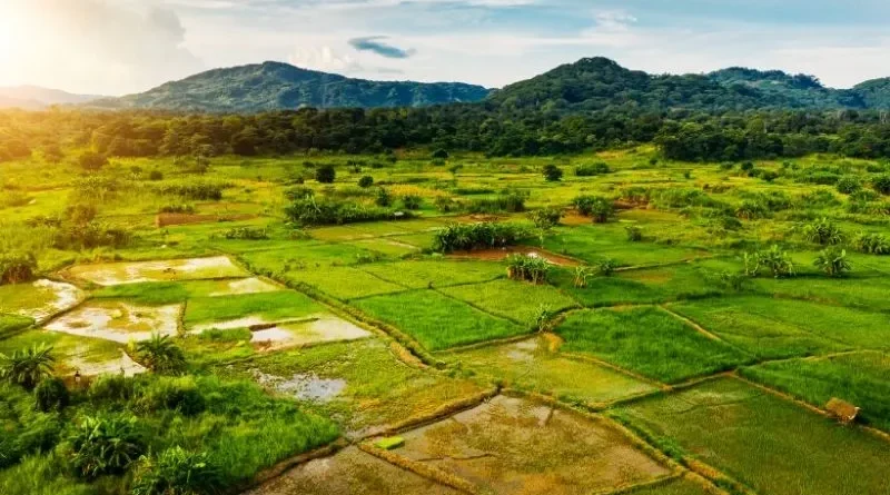 Grande área agrícola cultivada