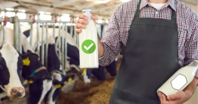 Pessoa segurando garrafas com leite em um estábulo