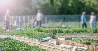 Pessoas trabalhando em horta comunitária