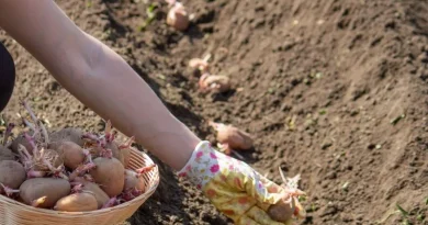 Terra sendo preparada para cultivo de plantas