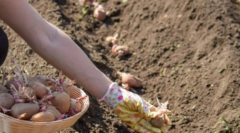 Terra sendo preparada para cultivo de plantas