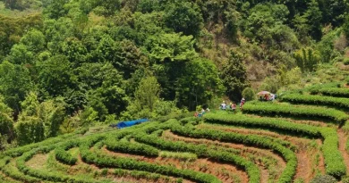 Grande área cultivada na floresta