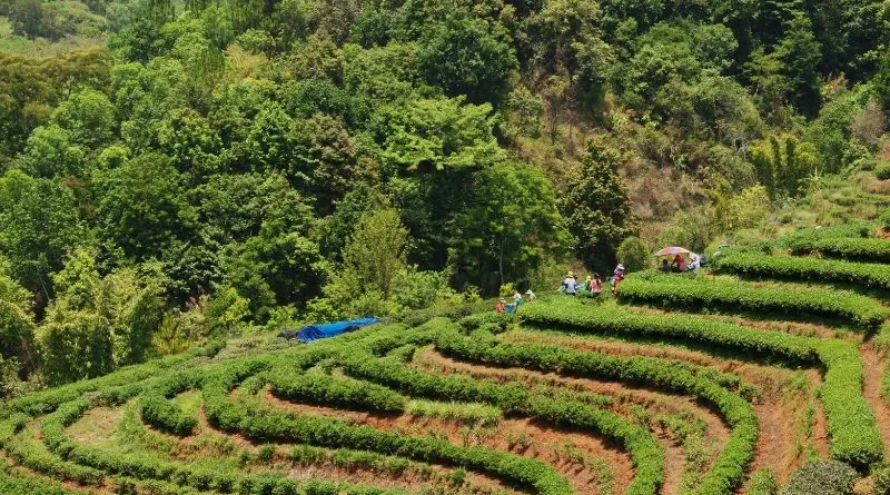Grande área cultivada na floresta