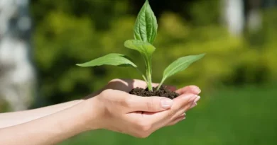 Mãos estendidas segurando planta pequena