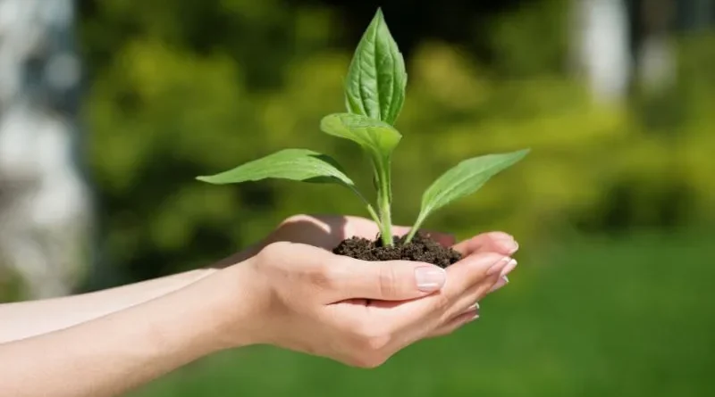 Mãos estendidas segurando planta pequena