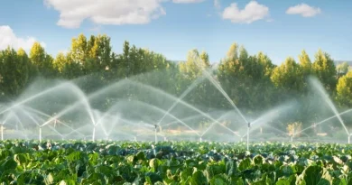 Plantas sendo irrigadas com sistema de irrigação