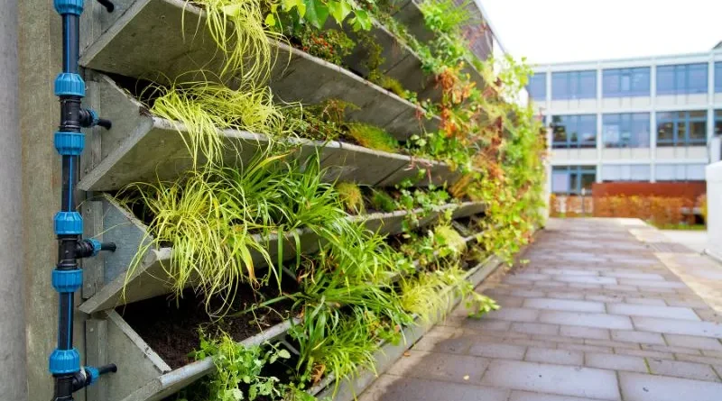 Plantas arranjadas em uma parede formando uma horta vertical
