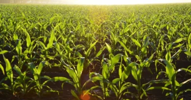 Imagem de plantação de milho com por do sol