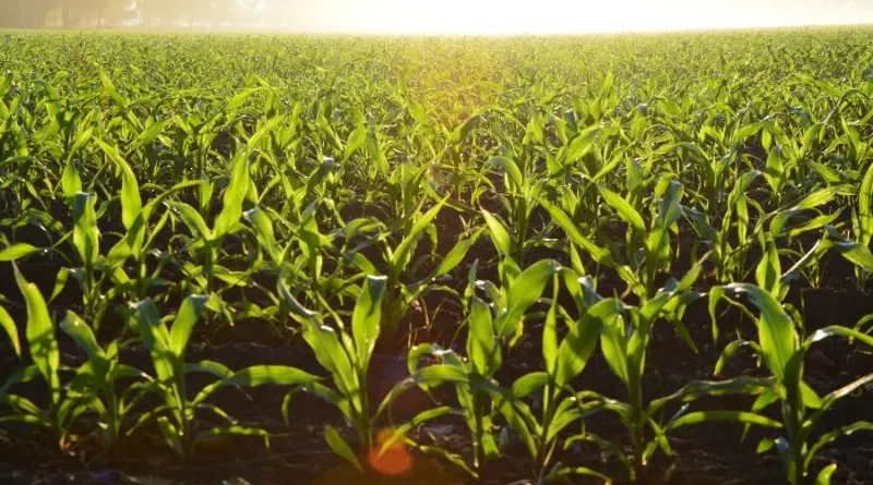 Imagem de plantação de milho com por do sol