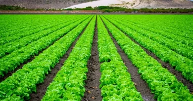 Agricultura regenerativa com alface folha e beterraba.
