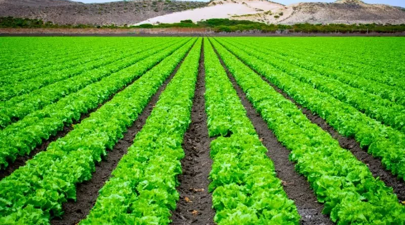 Agricultura regenerativa com alface folha e beterraba.