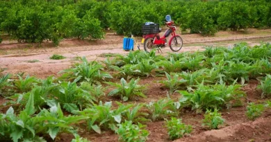Pequena propriedade rural com plantação.