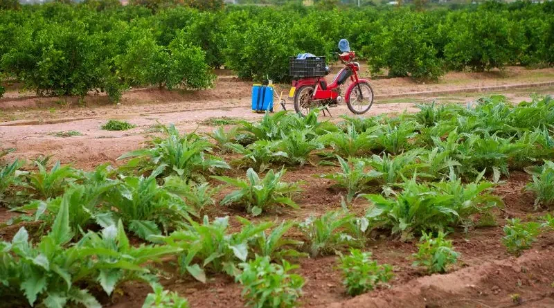 Pequena propriedade rural com plantação.