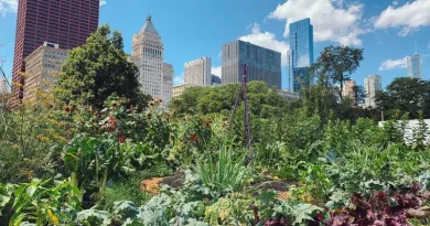 Agricultura urbana com couve Lacinato, couve crespa e cultivo urbano.