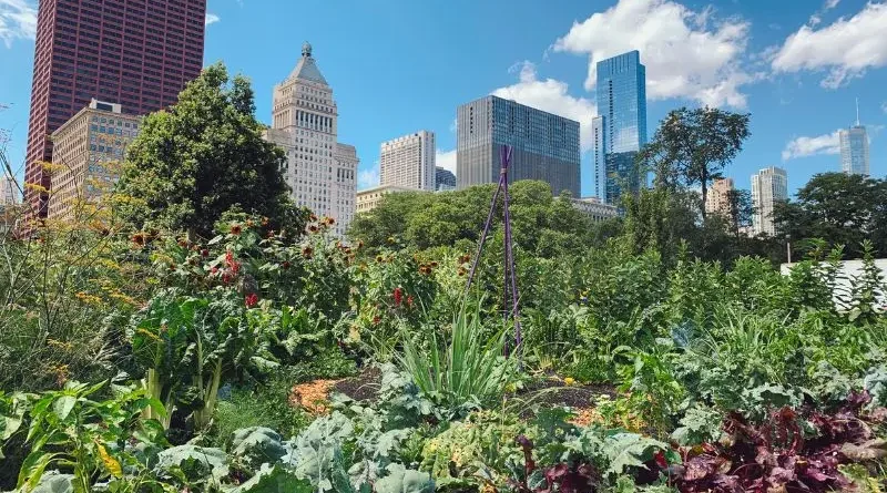 Agricultura urbana com couve Lacinato, couve crespa e cultivo urbano.
