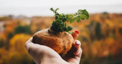 Maca fresca, raiz andina nutritiva.
