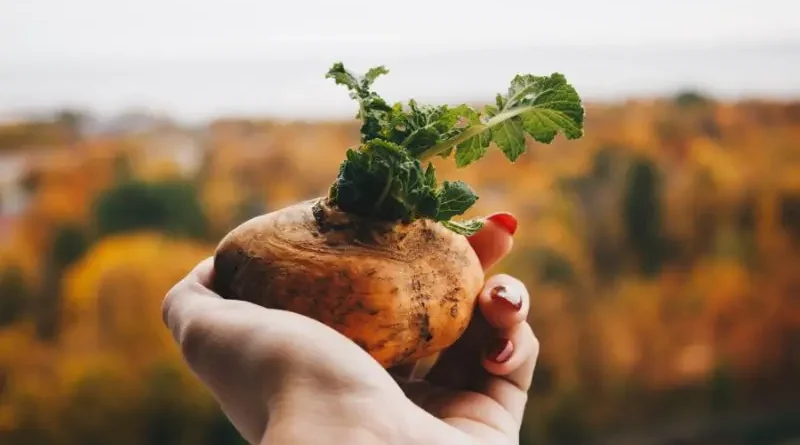 Maca fresca, raiz andina nutritiva.