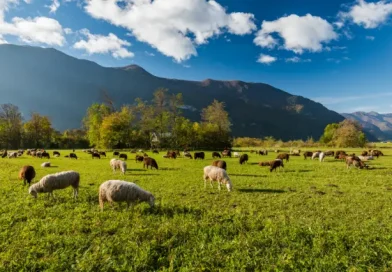 Ovelhas pastando em pastagem verde nas montanhas.