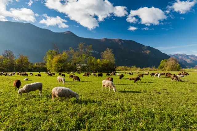 Ovelhas pastando em pastagem verde nas montanhas.