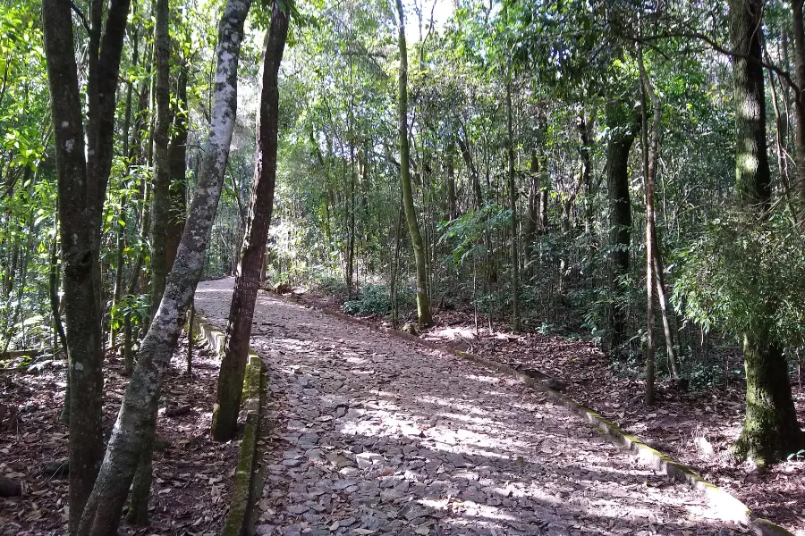 Vista da mata no Parque das Mangabeiras, em BH.